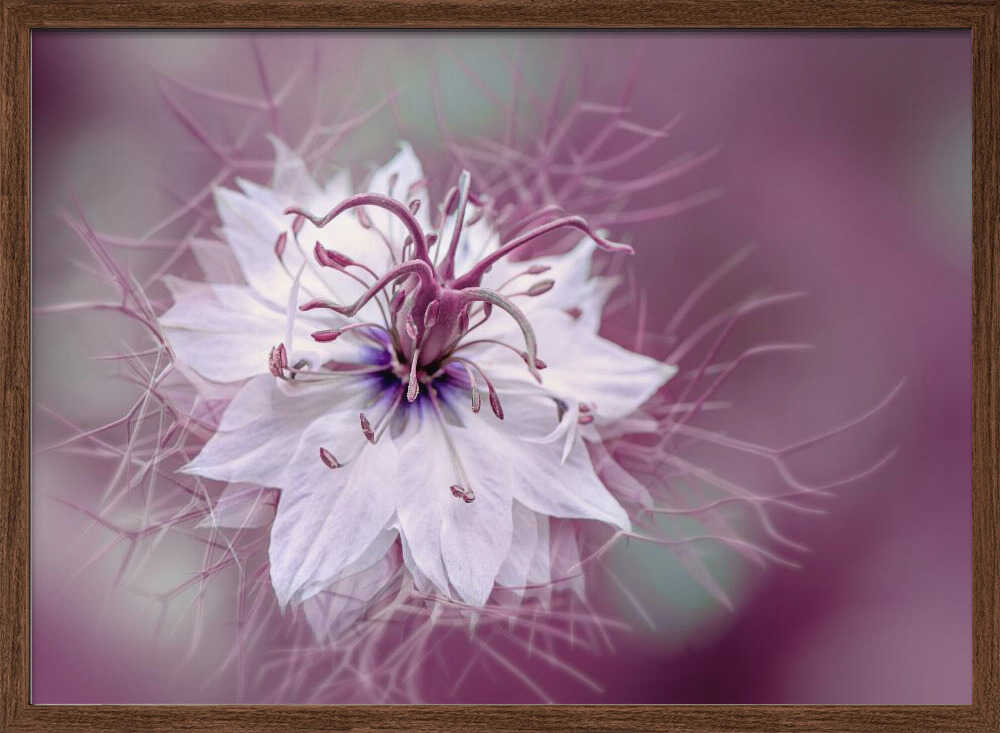 Ethereal Purple Bloom - Floral Photographic Stretched Canvas Poster or Fine Art Print