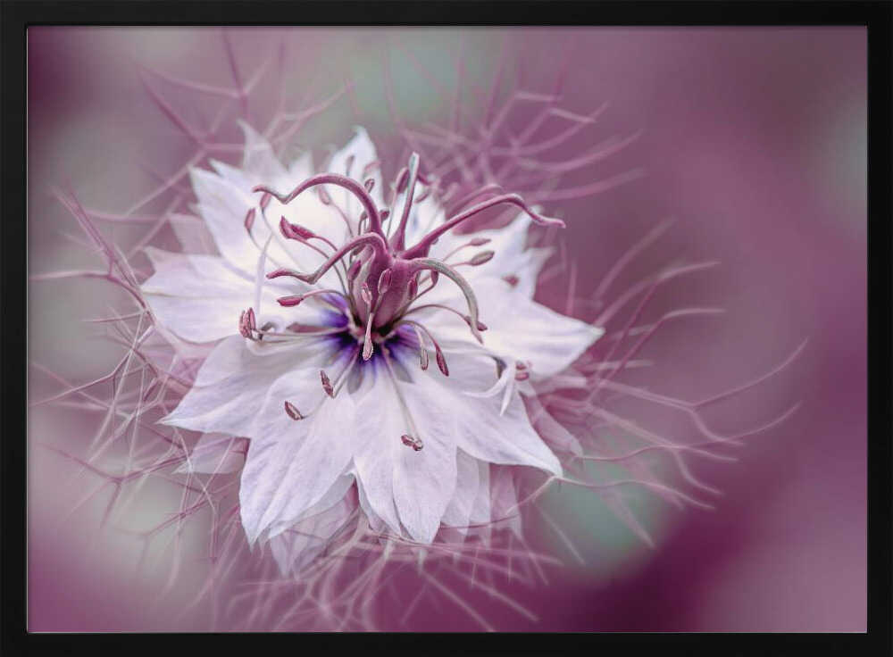 Ethereal Purple Bloom - Floral Photographic Stretched Canvas Poster or Fine Art Print