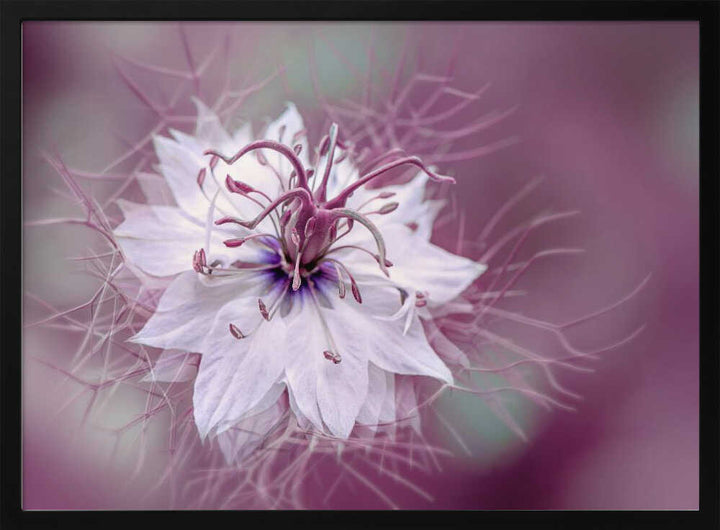 Ethereal Purple Bloom - Floral Photographic Stretched Canvas Poster or Fine Art Print