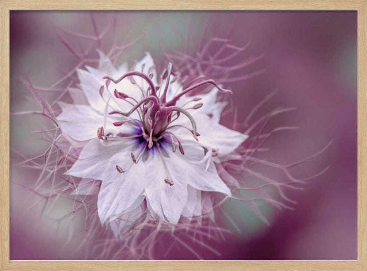 Ethereal Purple Bloom - Floral Photographic Stretched Canvas Poster or Fine Art Print