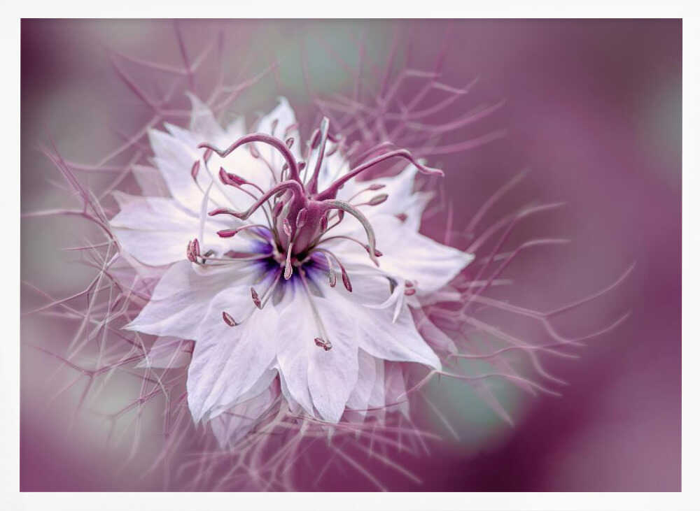 Ethereal Purple Bloom - Floral Photographic Stretched Canvas Poster or Fine Art Print
