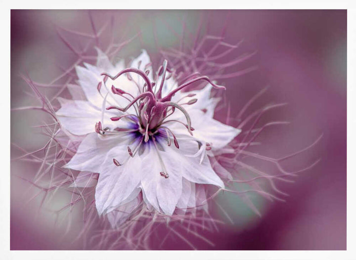 Ethereal Purple Bloom - Floral Photographic Stretched Canvas Poster or Fine Art Print