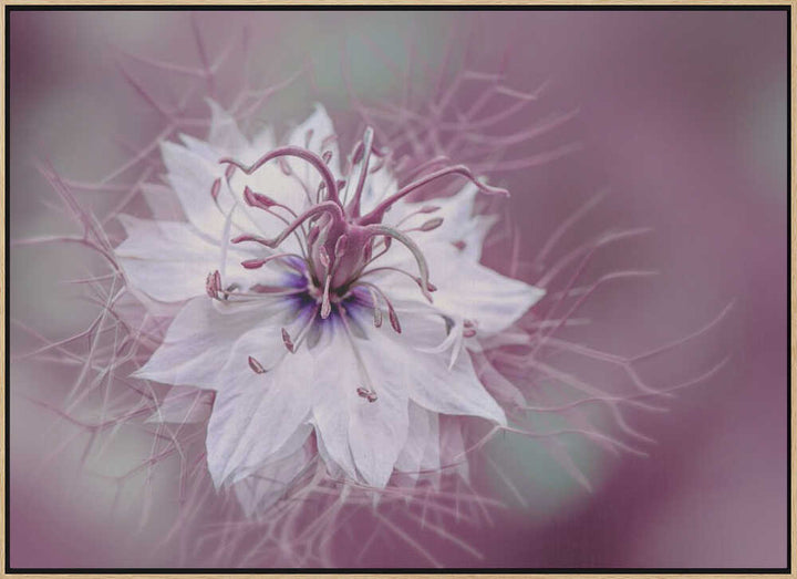 Ethereal Purple Bloom - Floral Photographic Stretched Canvas Poster or Fine Art Print