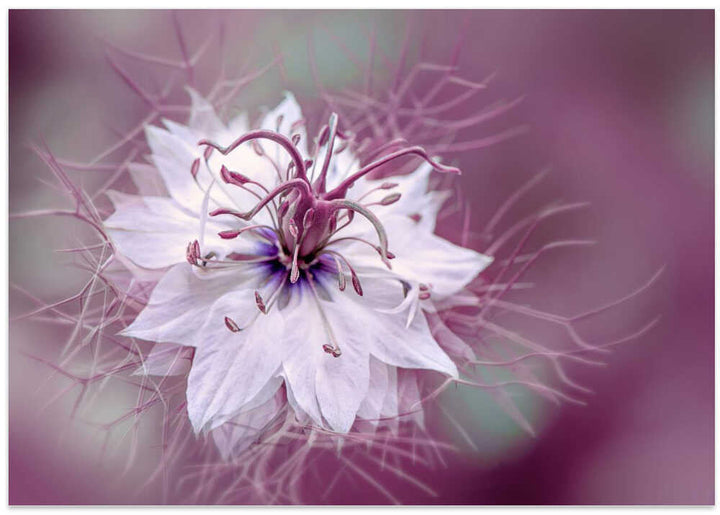 Ethereal Purple Bloom - Floral Photographic Stretched Canvas Poster or Fine Art Print