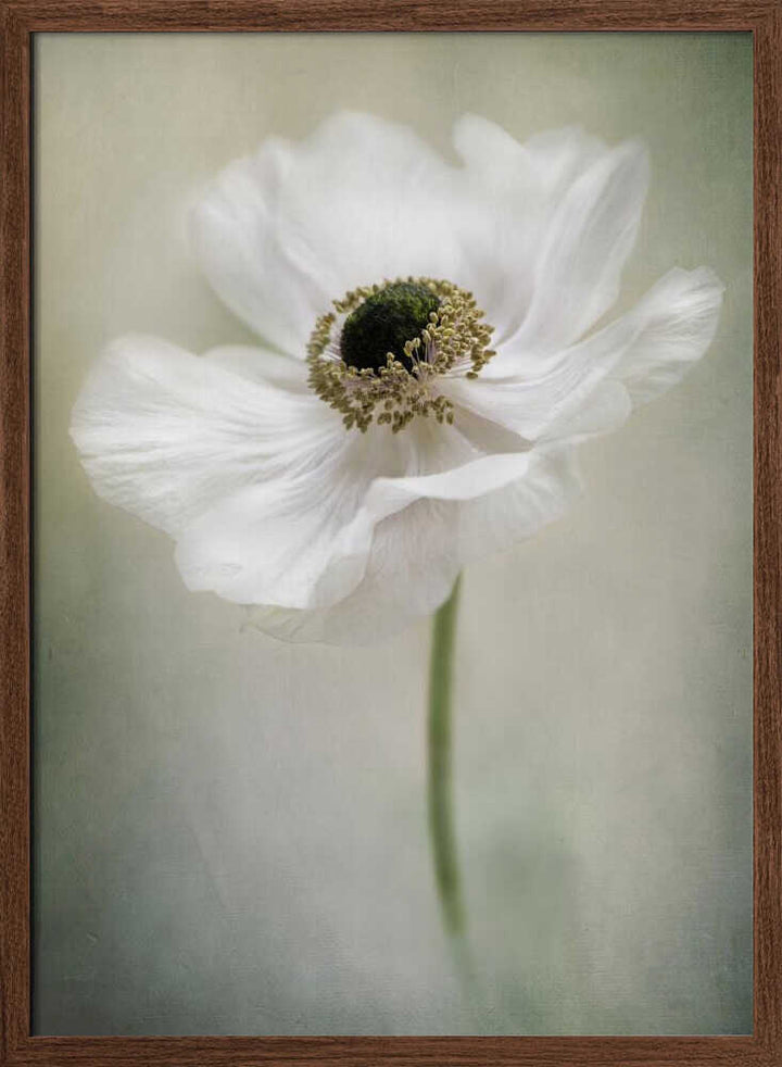 Ethereal White Anemone - Floral Photographic Stretched Canvas Poster or Fine Art Print