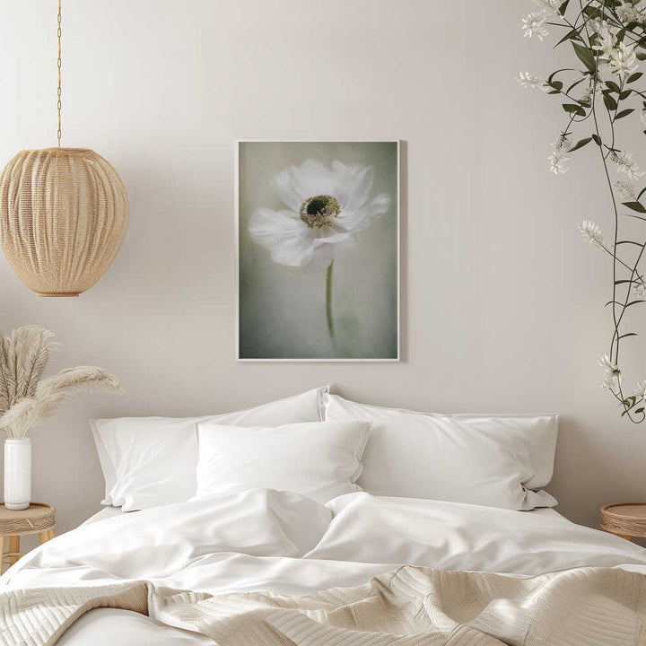 Ethereal White Anemone - Floral Photographic Stretched Canvas Poster or Fine Art Print