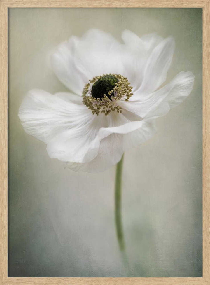 Ethereal White Anemone - Floral Photographic Stretched Canvas Poster or Fine Art Print