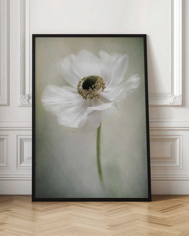 Ethereal White Anemone - Floral Photographic Stretched Canvas Poster or Fine Art Print