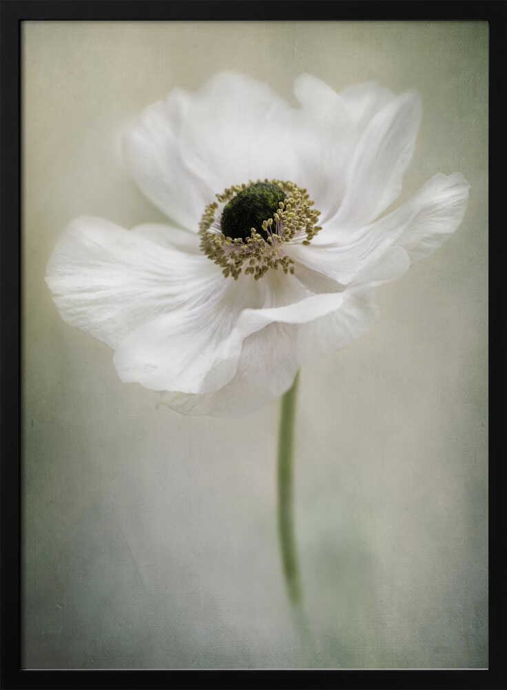 Ethereal White Anemone - Floral Photographic Stretched Canvas Poster or Fine Art Print