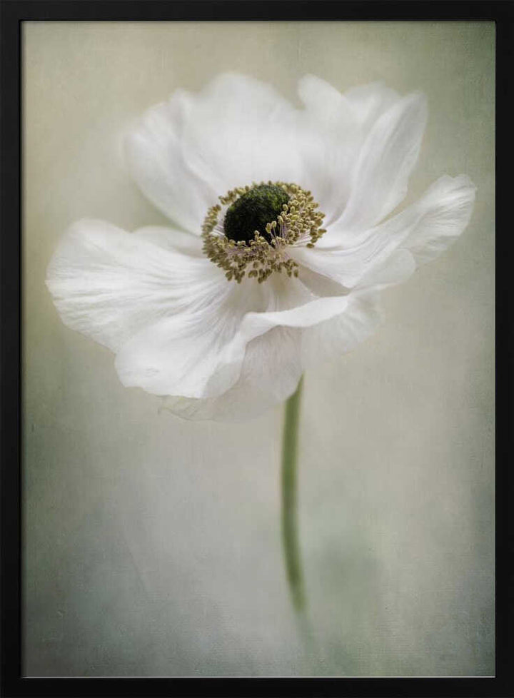 Ethereal White Anemone - Floral Photographic Stretched Canvas Poster or Fine Art Print