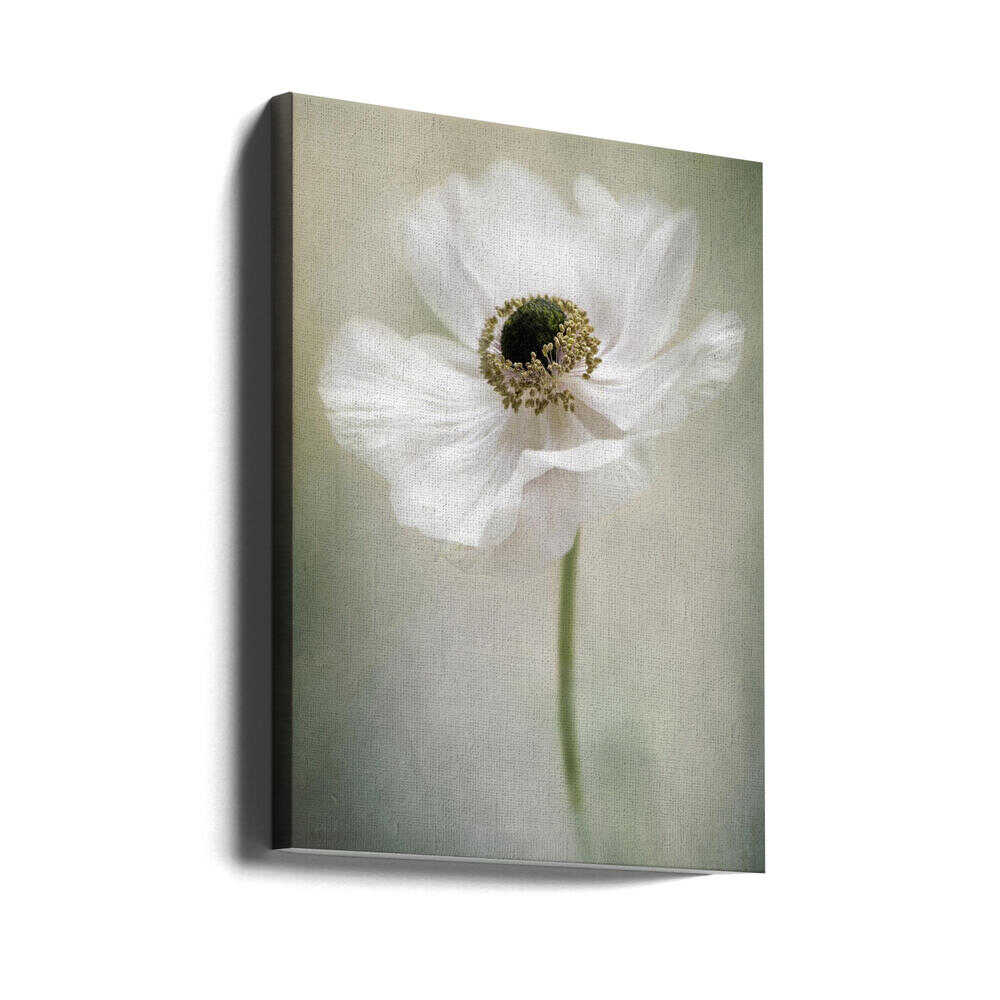 Ethereal White Anemone - Floral Photographic Stretched Canvas Poster or Fine Art Print