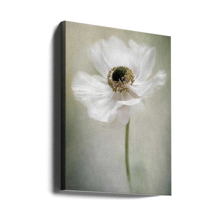 Ethereal White Anemone - Floral Photographic Stretched Canvas Poster or Fine Art Print