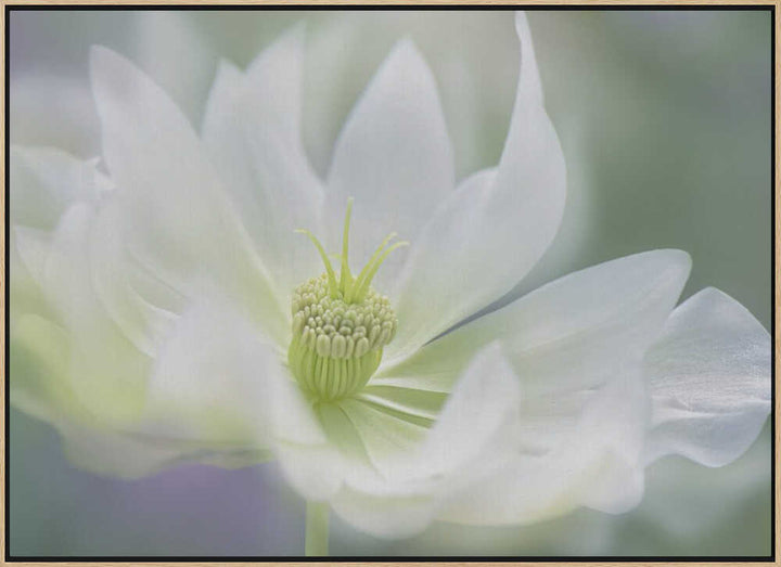 Ethereal White Bloom - Floral Photographic Stretched Canvas Poster or Fine Art Print