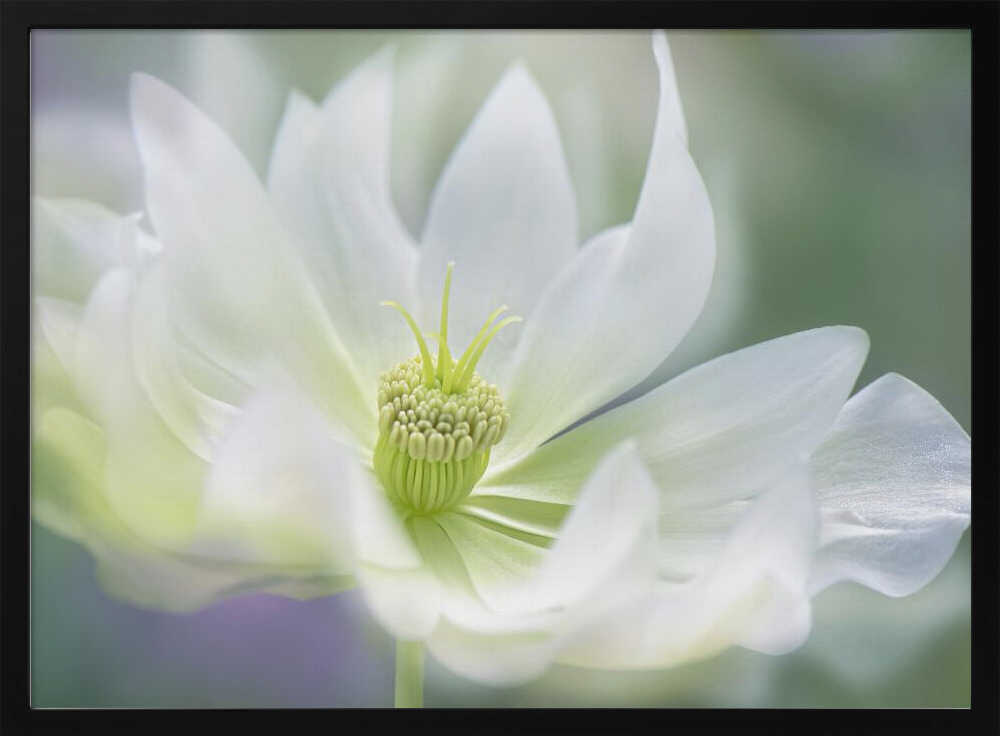 Ethereal White Bloom - Floral Photographic Stretched Canvas Poster or Fine Art Print
