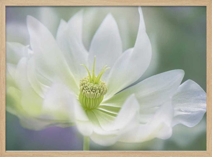 Ethereal White Bloom - Floral Photographic Stretched Canvas Poster or Fine Art Print
