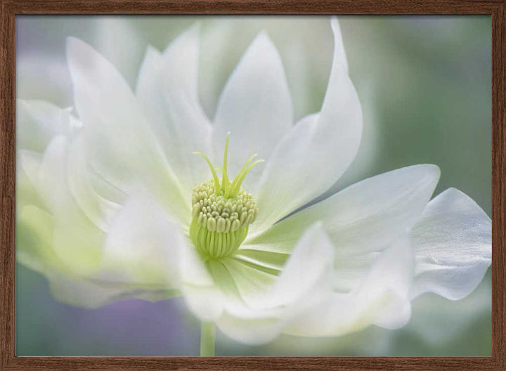 Ethereal White Bloom - Floral Photographic Stretched Canvas Poster or Fine Art Print