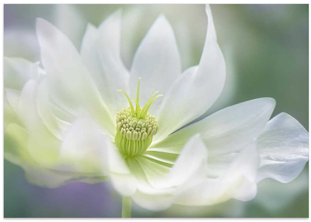 Ethereal White Bloom - Floral Photographic Stretched Canvas Poster or Fine Art Print
