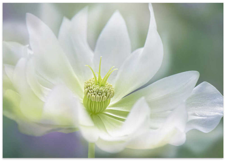 Ethereal White Bloom - Floral Photographic Stretched Canvas Poster or Fine Art Print