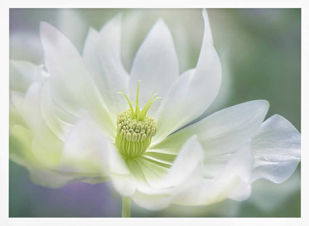 Ethereal White Bloom - Floral Photographic Stretched Canvas Poster or Fine Art Print