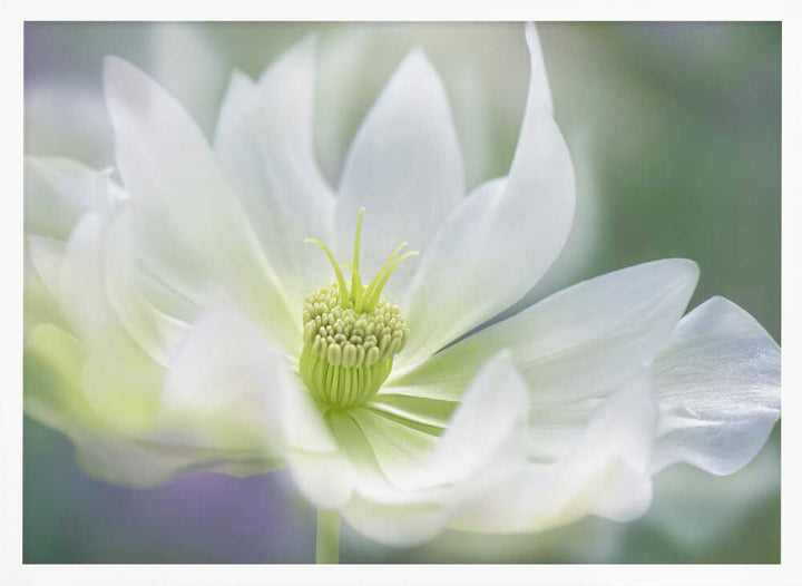 Ethereal White Bloom - Floral Photographic Stretched Canvas Poster or Fine Art Print