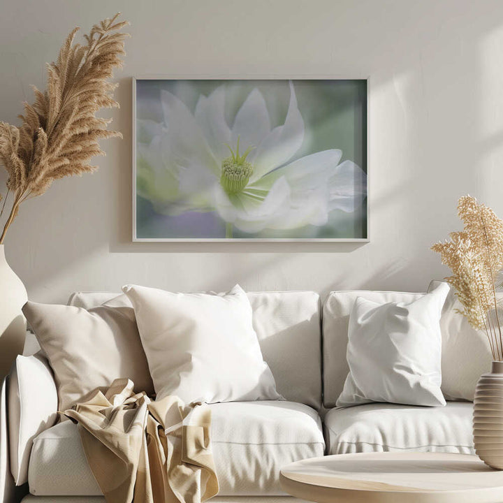 Ethereal White Bloom - Floral Photographic Stretched Canvas Poster or Fine Art Print