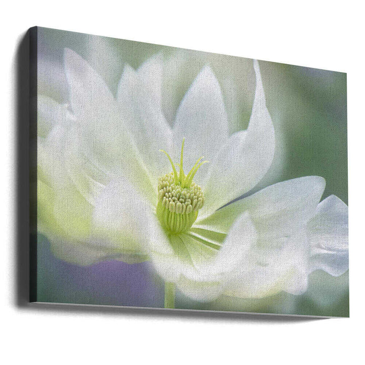 Ethereal White Bloom - Floral Photographic Stretched Canvas Poster or Fine Art Print
