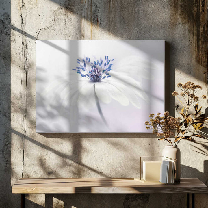 Ethereal White Flower - Floral Photographic Stretched Canvas Poster or Fine Art Print