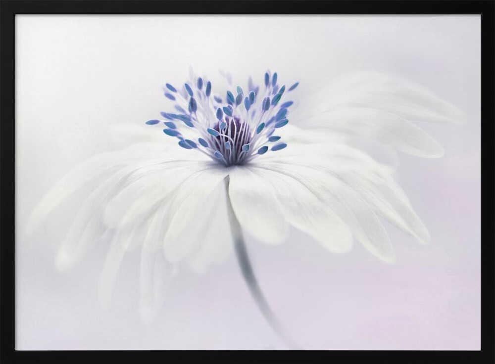 Ethereal White Flower - Floral Photographic Stretched Canvas Poster or Fine Art Print