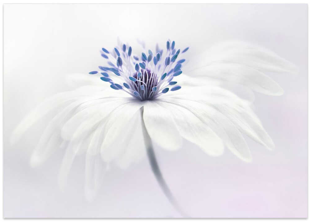 Ethereal White Flower - Floral Photographic Stretched Canvas Poster or Fine Art Print