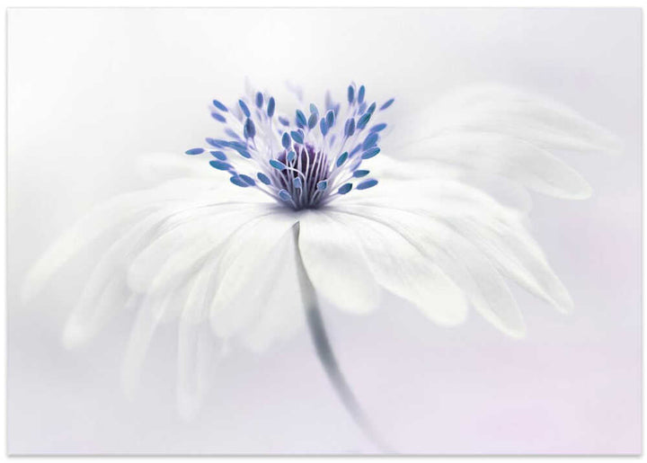 Ethereal White Flower - Floral Photographic Stretched Canvas Poster or Fine Art Print