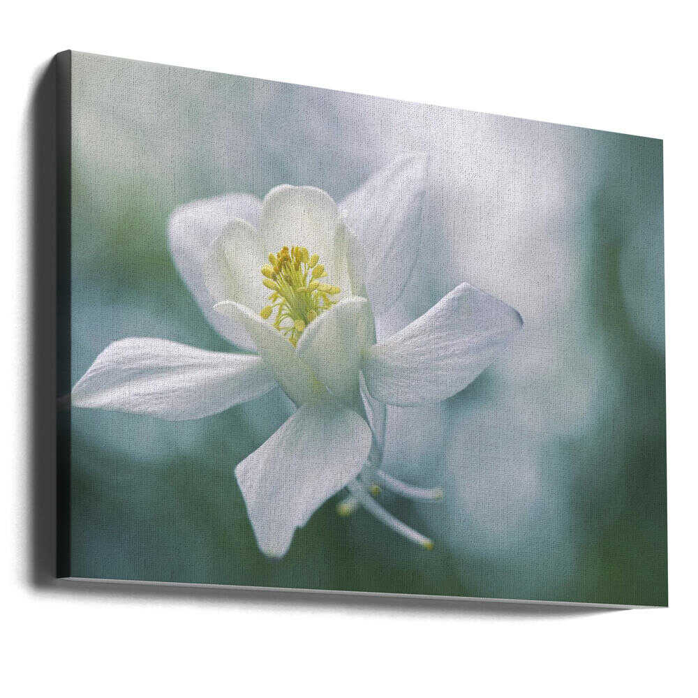 Ethereal White Flower - Floral Photographic Stretched Canvas Poster or Fine Art Print