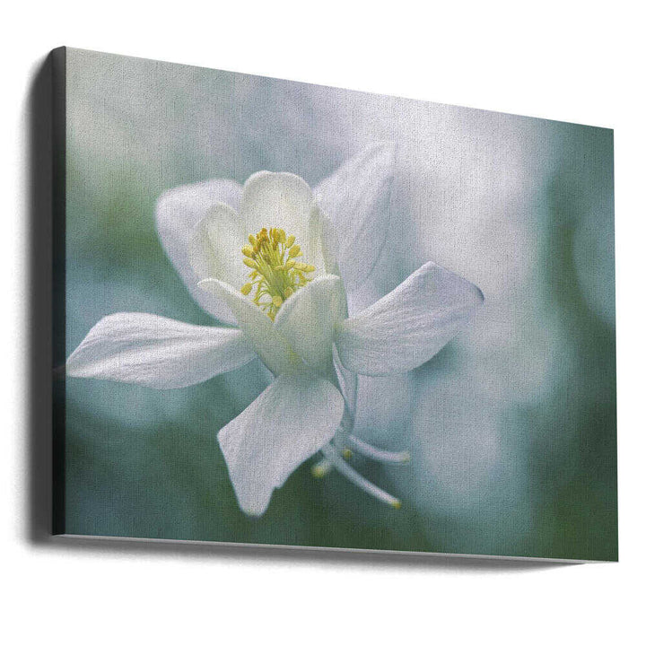 Ethereal White Flower - Floral Photographic Stretched Canvas Poster or Fine Art Print