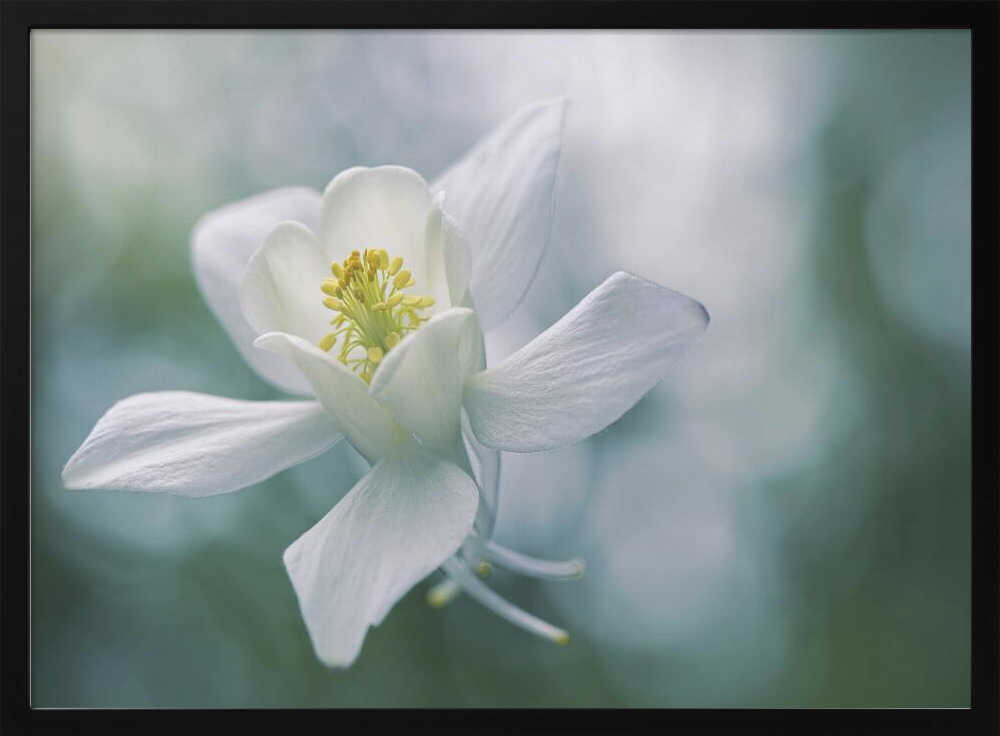Ethereal White Flower - Floral Photographic Stretched Canvas Poster or Fine Art Print