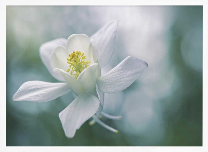 Ethereal White Flower - Floral Photographic Stretched Canvas Poster or Fine Art Print
