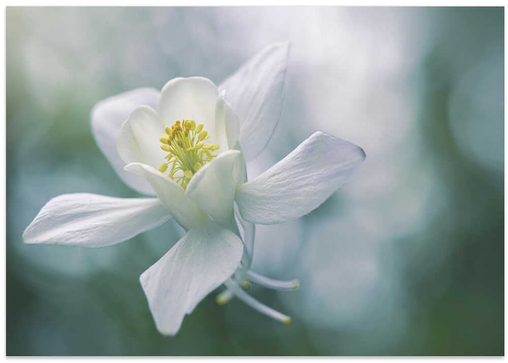 Ethereal White Flower - Floral Photographic Stretched Canvas Poster or Fine Art Print