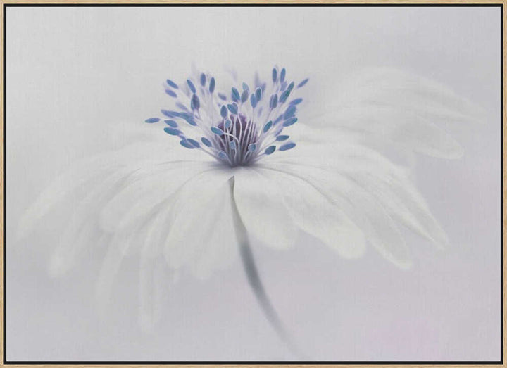 Ethereal White Flower - Floral Photographic Stretched Canvas Poster or Fine Art Print