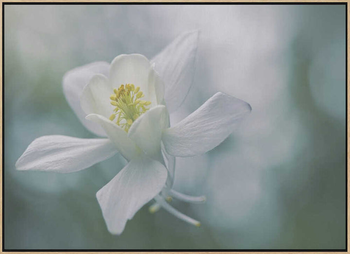 Ethereal White Flower - Floral Photographic Stretched Canvas Poster or Fine Art Print