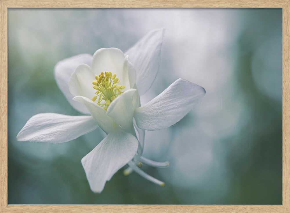 Ethereal White Flower - Floral Photographic Stretched Canvas Poster or Fine Art Print
