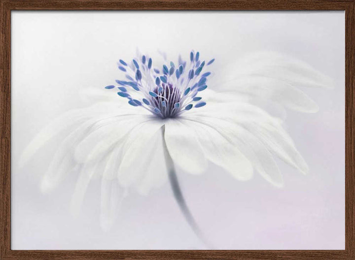 Ethereal White Flower - Floral Photographic Stretched Canvas Poster or Fine Art Print
