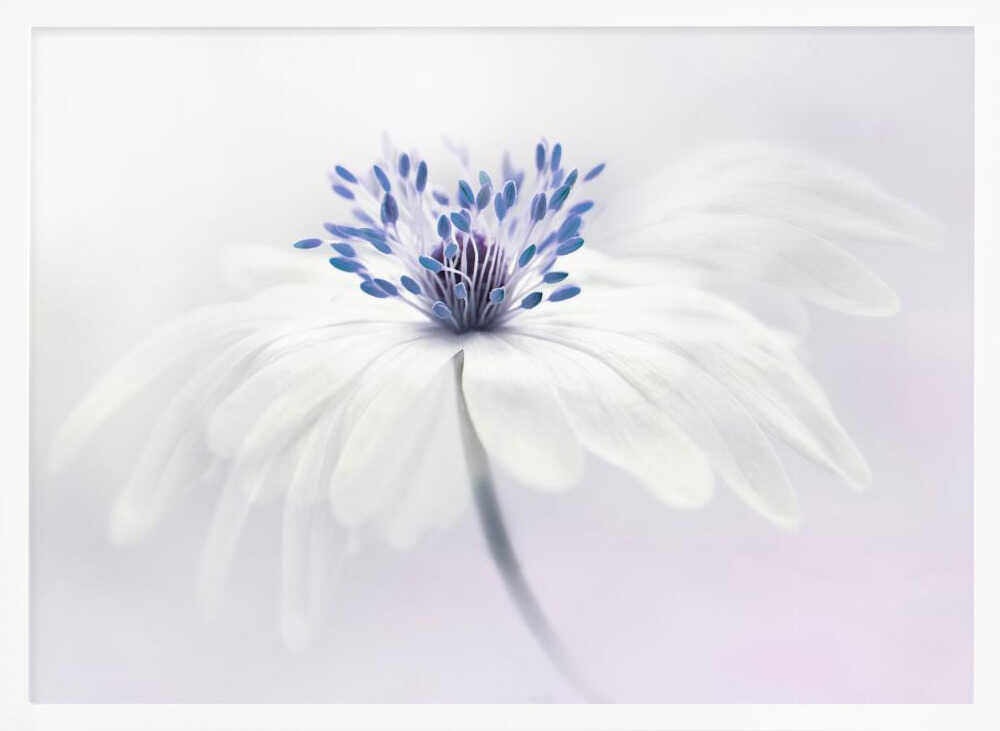 Ethereal White Flower - Floral Photographic Stretched Canvas Poster or Fine Art Print