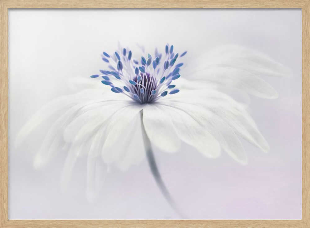 Ethereal White Flower - Floral Photographic Stretched Canvas Poster or Fine Art Print