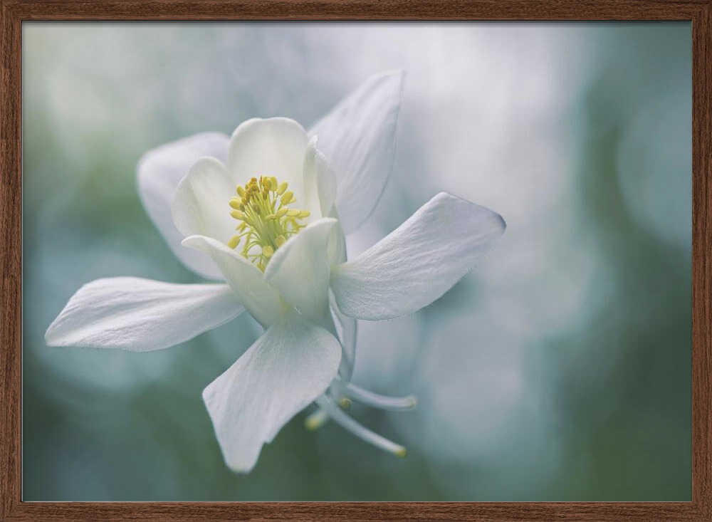 Ethereal White Flower - Floral Photographic Stretched Canvas Poster or Fine Art Print