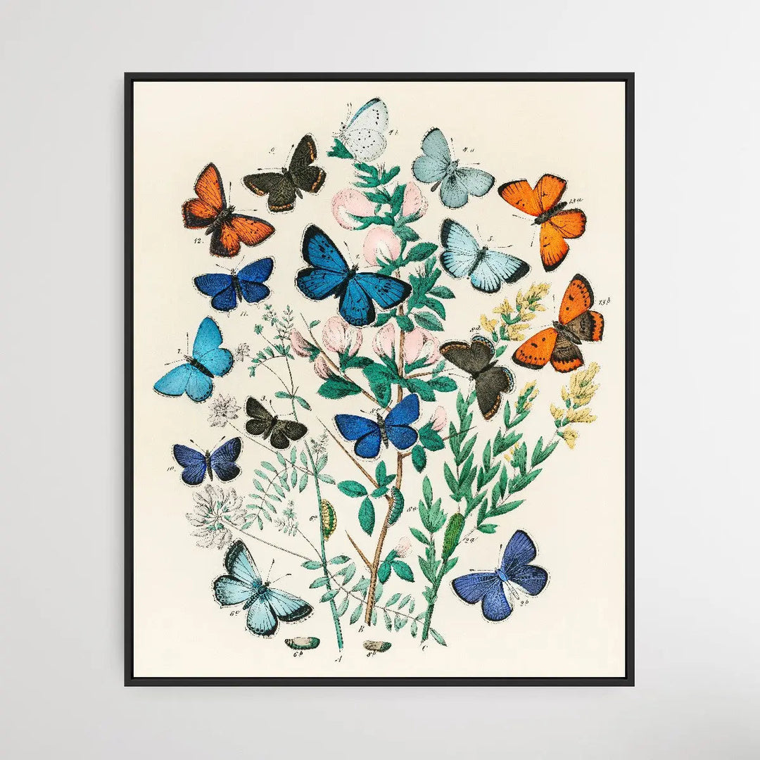 European Butterflies and Moths by William Forsell Kirby (1882) - I Heart Wall Art