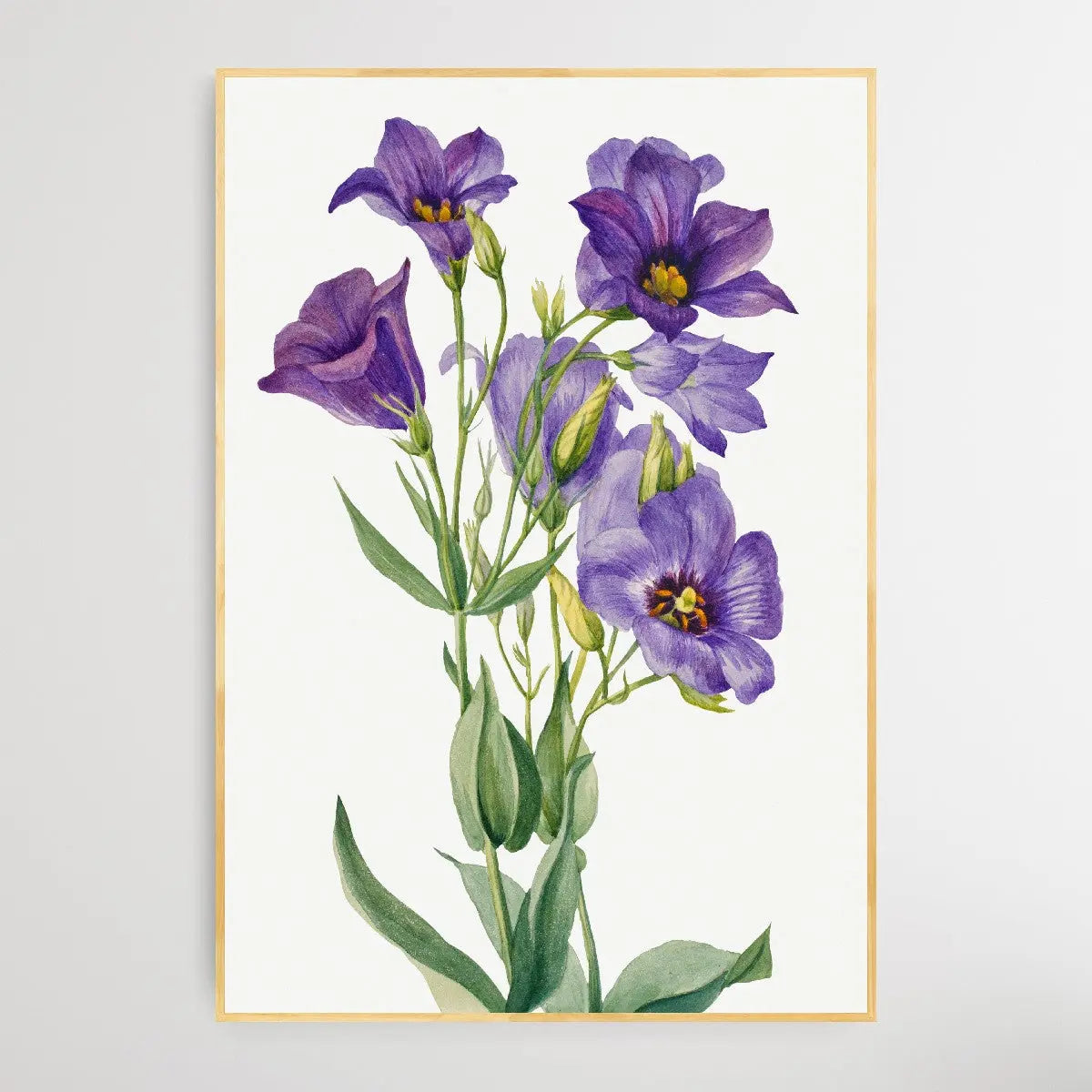 Eustoma russelianum (1930) by Mary Vaux Walcott I Heart Wall Art Australia 