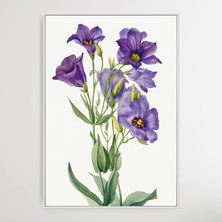Eustoma russelianum (1930) by Mary Vaux Walcott I Heart Wall Art Australia 