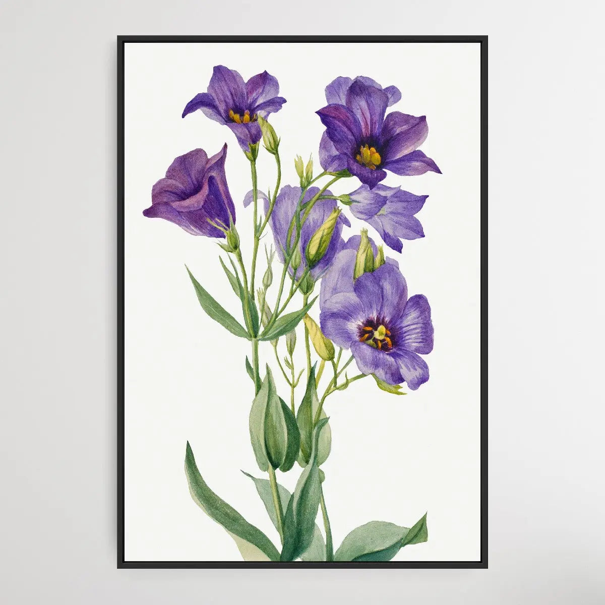 Eustoma russelianum (1930) by Mary Vaux Walcott I Heart Wall Art Australia 