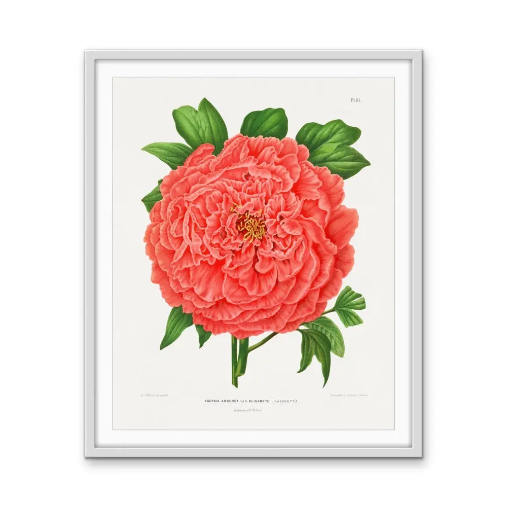 Faeonia Arborea Var. Elisabeth (Casoretti) Peony - Vintage Botanical Floral Illustration I Heart Wall Art Australia
