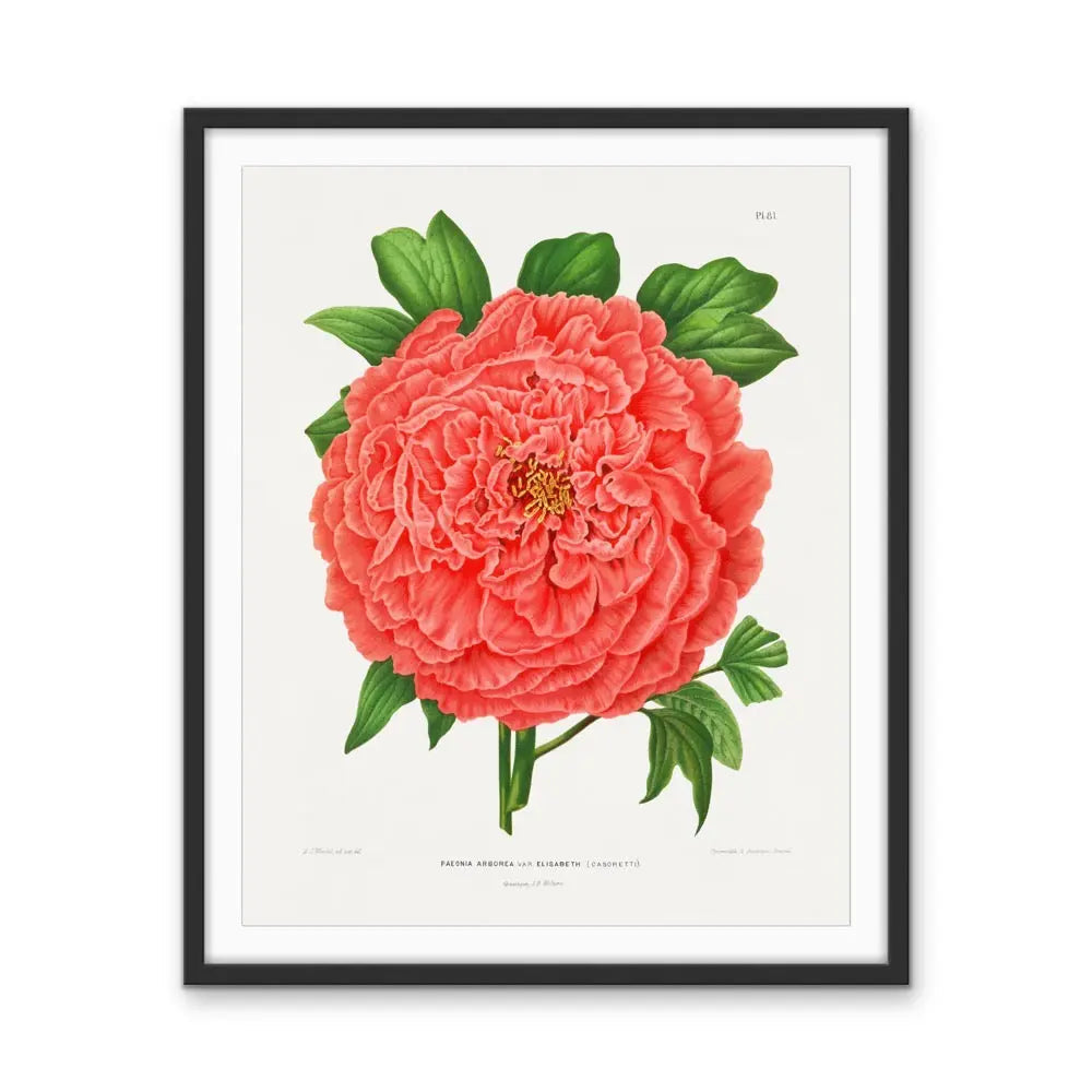 Faeonia Arborea Var. Elisabeth (Casoretti) Peony - Vintage Botanical Floral Illustration I Heart Wall Art Australia