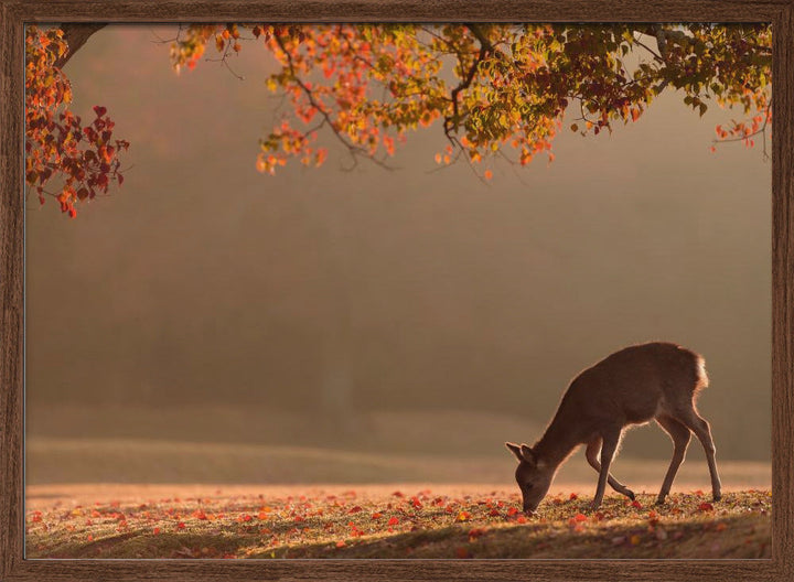 First Autumn - Stretched Canvas, Poster or Fine Art Print I Heart Wall Art