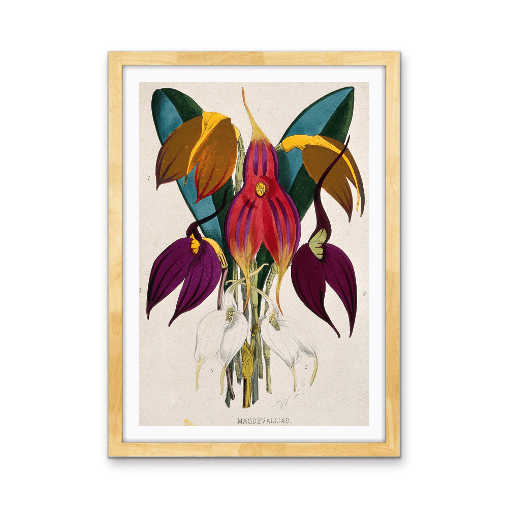 Five Tropical Orchids, Coloured Lithograph, c. 1873, After W. Fitch - Stretched Canvas or Wall Art Print - I Heart Wall Art - Poster Print, Canvas Print or Framed Art Print
